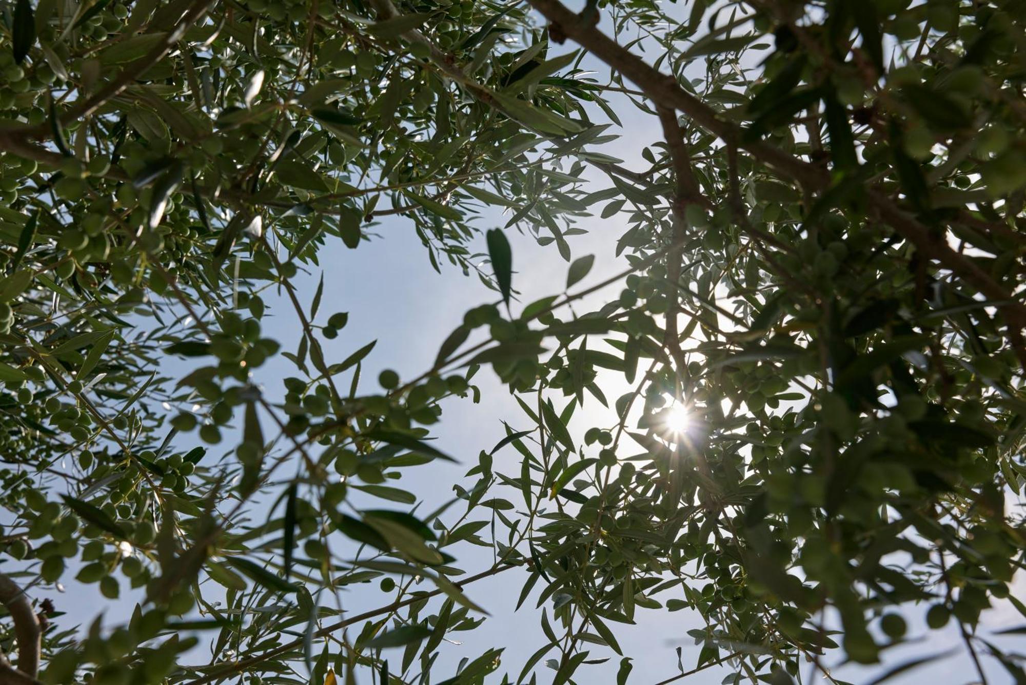 Iliana Olive Branch Daire Adamantas  Dış mekan fotoğraf
